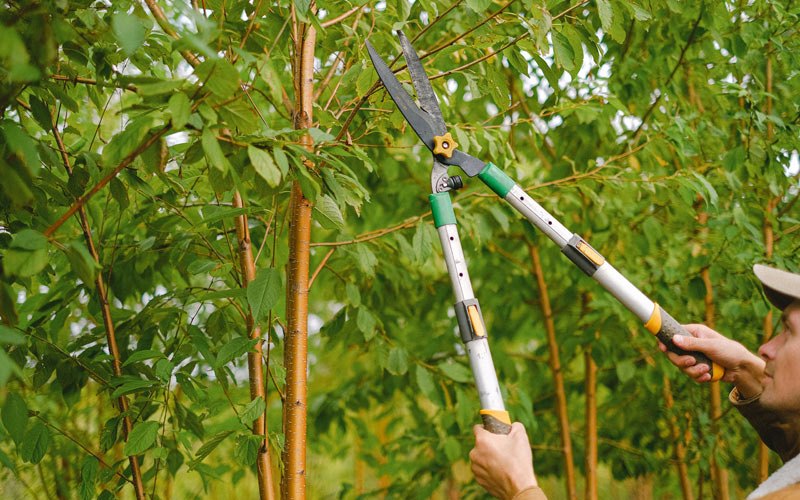 Tree trimming in Salt Lake City, UT